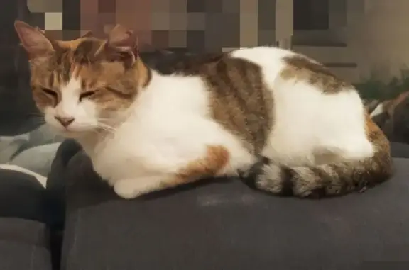 Animaux perdus Albi, photo: Chatte stérilisée perdue avec bandage