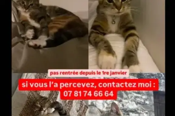 Chat perdu, , photo: Chat perdu à Avignon : femelle multicolore