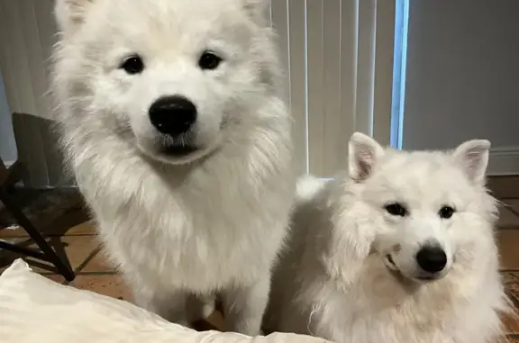 Lost Samoyeds: Neutered & Intact, Sagle