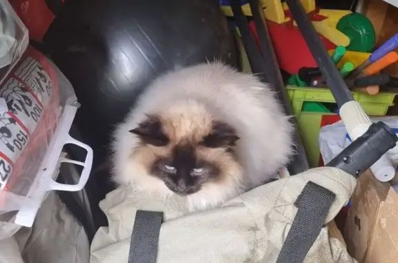 Siamois angora trouvé, peu sociable, Lège - photo