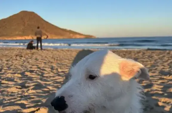 Perro Podenco Perdido en Cabo de Gata