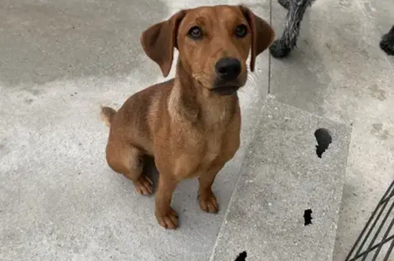 Animaux perdus , photo: Chienne Jack Terrier perdue à Loché-sur-Indrois