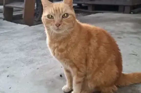 Chatte rousse câline cherche foyer sûr - photo