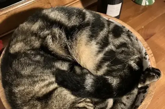 Chat perdu, Saint-Jacques-de-la-Lande, photo: Chat européen tigré disparu à St-Jacques