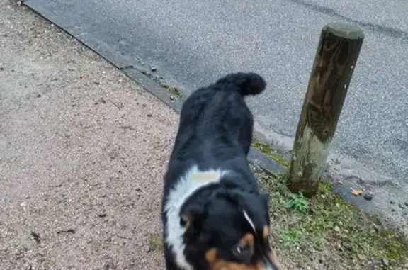 Chien trouvé , photo: Chien trouvé au lac de Bouzey, très sociable