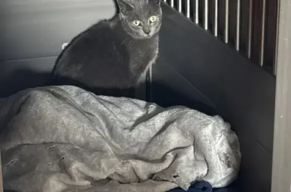 Gray Cat with Green Eyes Found on Elm St