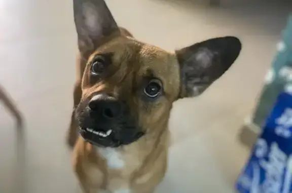 Chien croisé staffy trouvé à Plateau Goyaves - photo