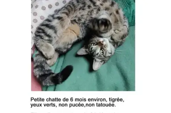 Chat perdu, Dijon, photo: Chatte tigrée perdue à Dijon