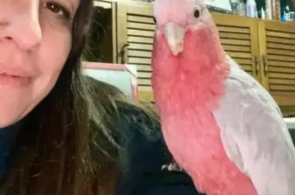 ¡Cacatúa Galah Perdida en Aldeacueva!