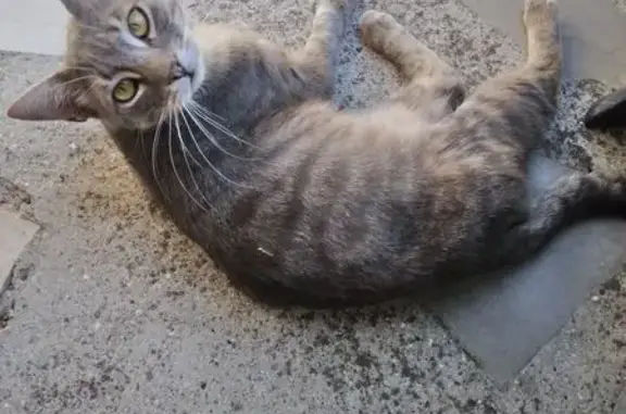 Chat gris tigré perdu à Falvy (80) - photo