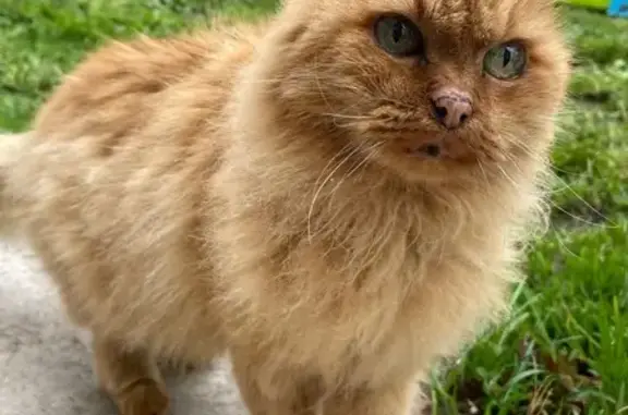 Chat trouvé , photo: Chat sociable trouvé à La Bézardière