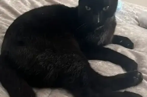 Animaux perdus Lagardelle-sur-Lèze, photo: Chat Cachou perdu à Lagardelle-sur-Lèze
