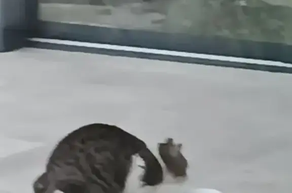 Chat blanc et tigré trouvé à Chevigny - photo