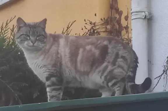 Siamois Tabby trouvé à Alençon, mâle castré - photo