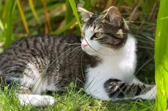 Chat perdu à Charnay-lès-Mâcon - photo