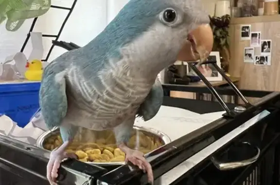 Missing Blue Quaker Parrot - Maroondah