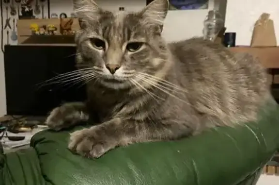Animaux perdus Trémentines, photo: Chat gris perdu, pucé, castré, Trémentines