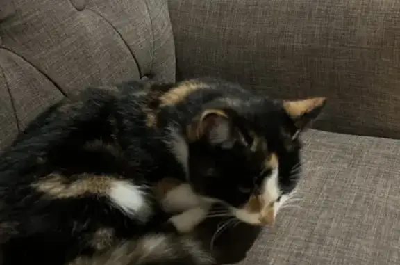 Calico Cat Found in Hilliard Lobby