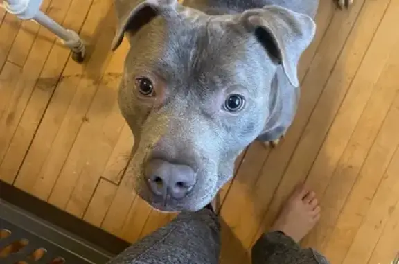 Lost Grey Pit Bull Found on N. Sheridan