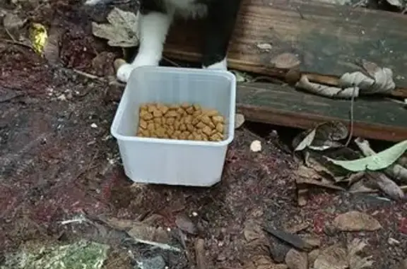 Chat adulte trouvé à Rennes, rue Lobineau - photo