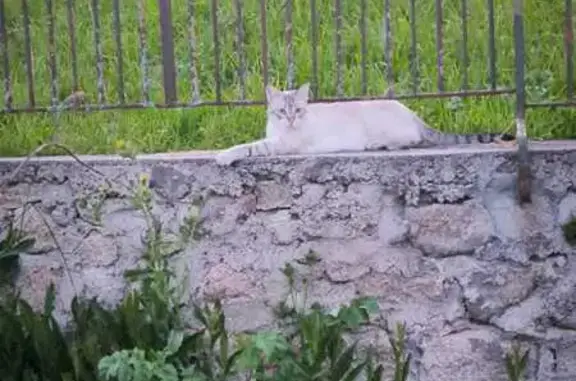 Chat mâle 3 ans perdu à Guéret - photo