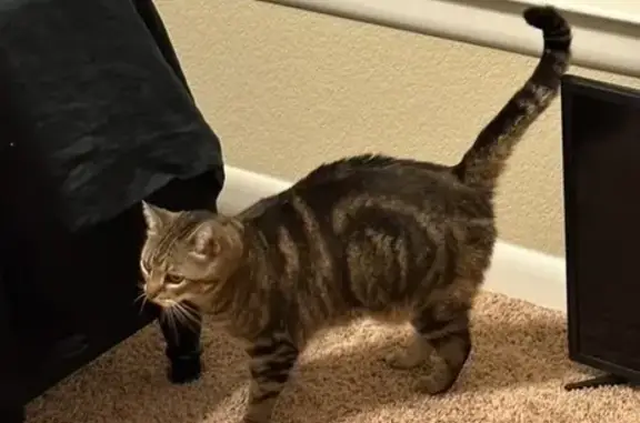 Missing Tabby: Highland Dr, Little Rock