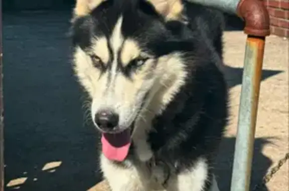 Lost Husky: Blue/Brown Eyes, Scar, West Orange