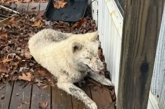 Found Dog on Dawson Road #140