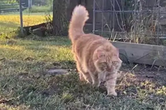 Missing Sweet Orange Cat: Little Flock