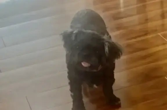 Lost Shihpoo: Help Find Sofee in Indy!