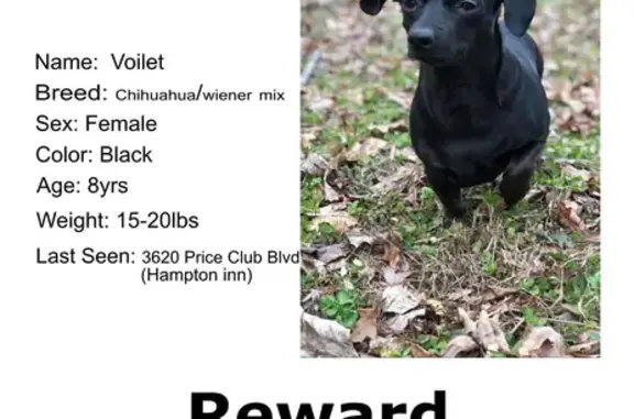 Lost: Black Chihuahua-Wiener Mix in Midlothian