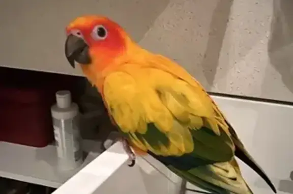 Lost Sun Conure - Reward Offer...