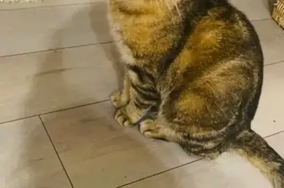 Chat perdu, Le Havre, photo: Chat tigré mâle disparu à Sanvic