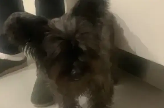 Chien trouvé à Canet-en-Roussillon - photo