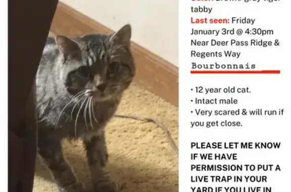 Missing 12-Year-Old Tabby in Bourbonnais