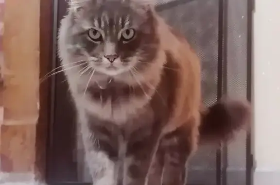 Chat perdu, , photo: Chat gris disparu, Flammerans, très gentil