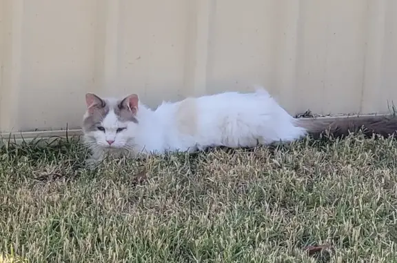 Found: Scared White Cat in Bur...