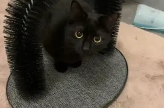 Chat noir perdu Rue Gilbert Brutus - photo