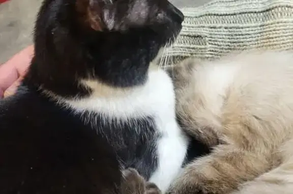 Animaux perdus La Baule-Escoublac, photo: Chat mâle noir et blanc perdu à La Baule
