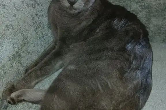 Chat gris disparu à St-Raphaël - photo