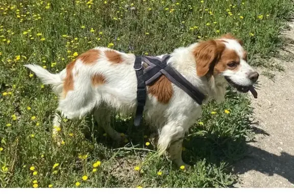 Perro Perdido: Asustado por Fuegos Artificiales