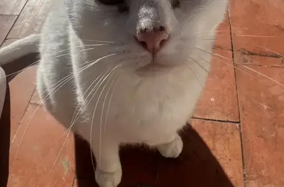 Gata blanca perdida en Barrio de la Vega