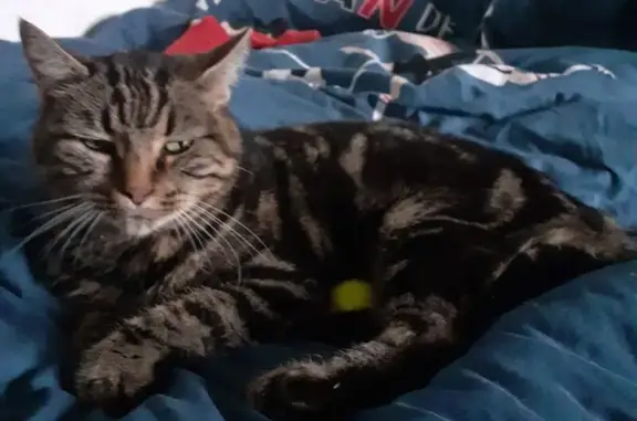 Chat femelle 15 ans perdue à Épinouze - photo