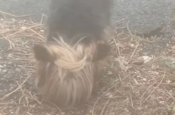Chien trouvé , photo: Chien errant sans collier à Saint-Michel