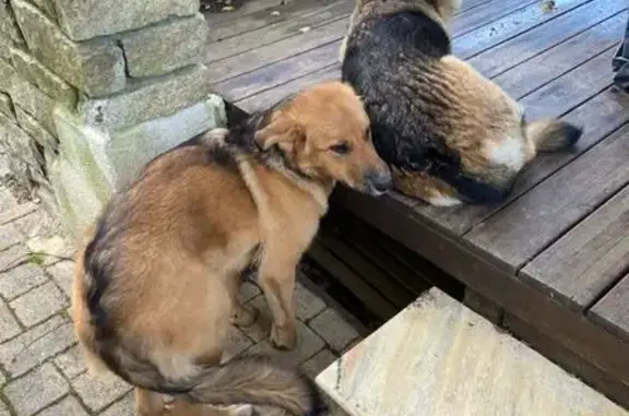 Chien trouvé Guichen, photo: Chiens trouvés à La Haute Bouexière