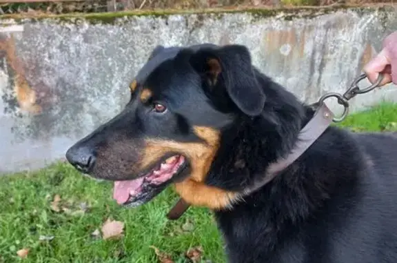 Chien trouvé Montbrison, photo: Chien noir type Beauceron trouvé à Montbrison