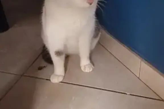 Chat trouvé , photo: Chatte câline trouvée jeune à Honnelles