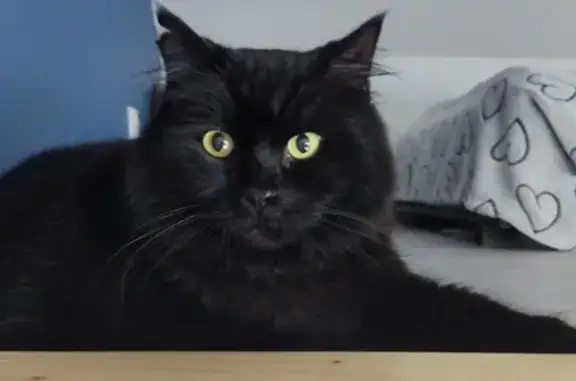 Chat perdu, , photo: Chat Noir Perdu, Craintif, St-Marcel-Bel-Accueil