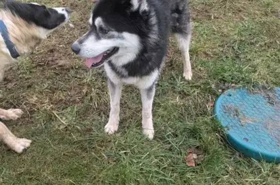 Husky errant trouvé à Poiseul-lès-Saulx - photo