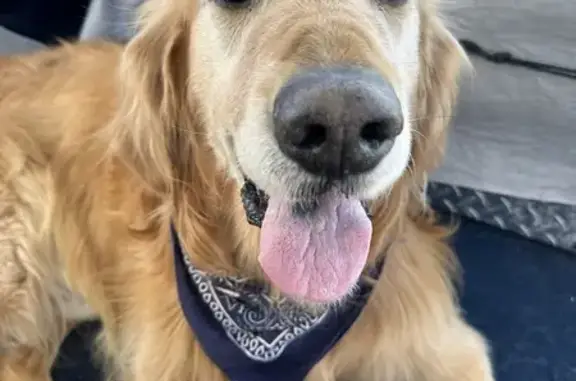 Help Find Rodney: Missing Golden Retriever